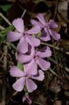 Sticky catchfly